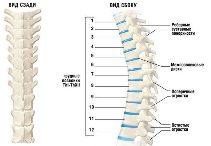 osteokondrozë e qafës së mitrës